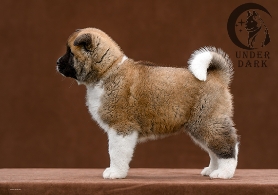 Щенки Американской акиты